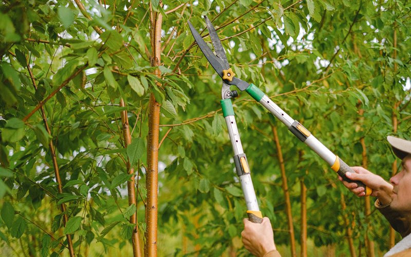 Tree trimming in Courtenay, ND