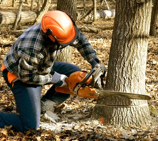 Tree Removal in Courtenay, ND